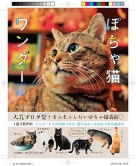 ぽちゃ猫.JPG